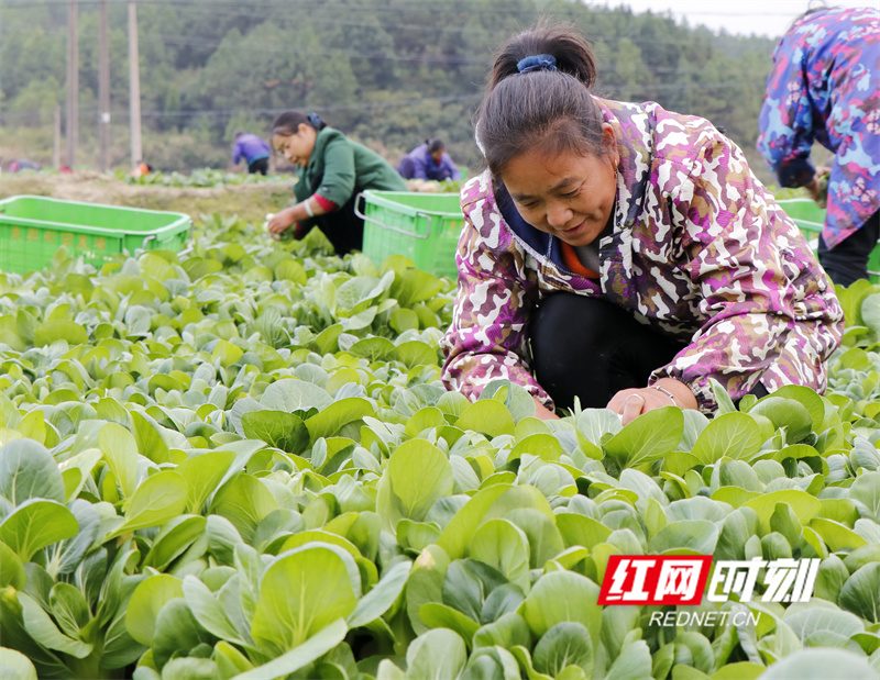 工人采收蔬菜